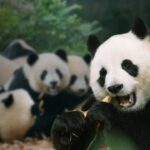 What Is a Group of Pandas Called