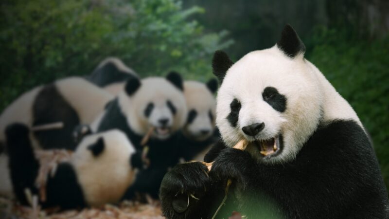 What Is a Group of Pandas Called