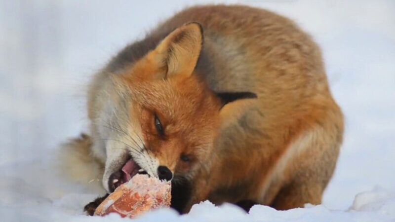Wild & urban fox diet