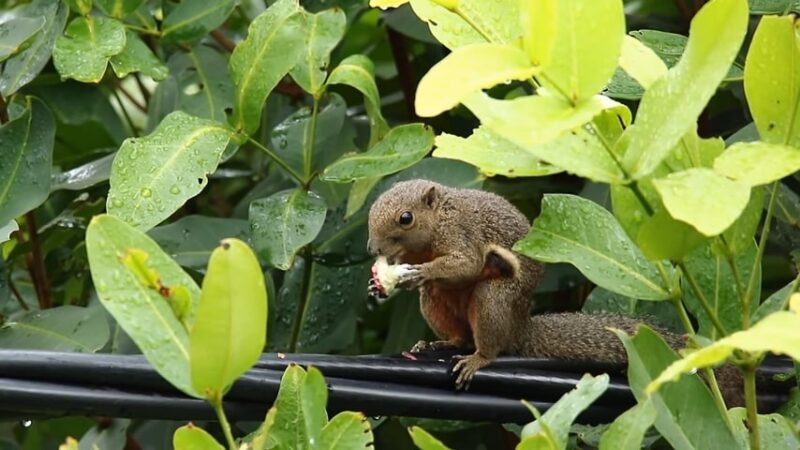 a squirrel in the garden is eating vegetables