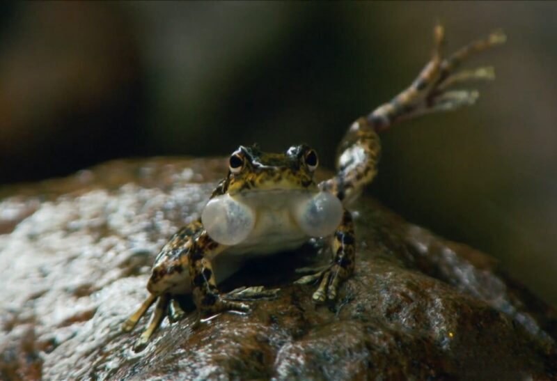 frog Showing a Leg