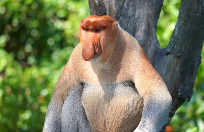 proboscis monkey