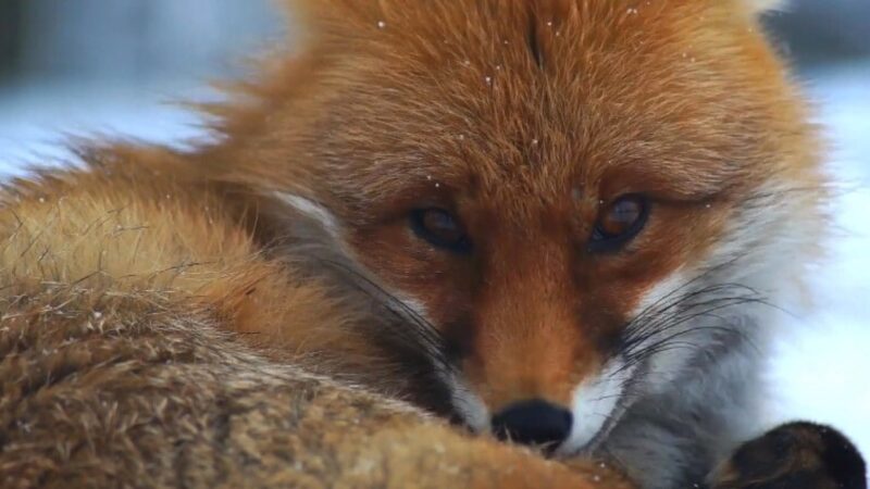 urban foxes diet changes