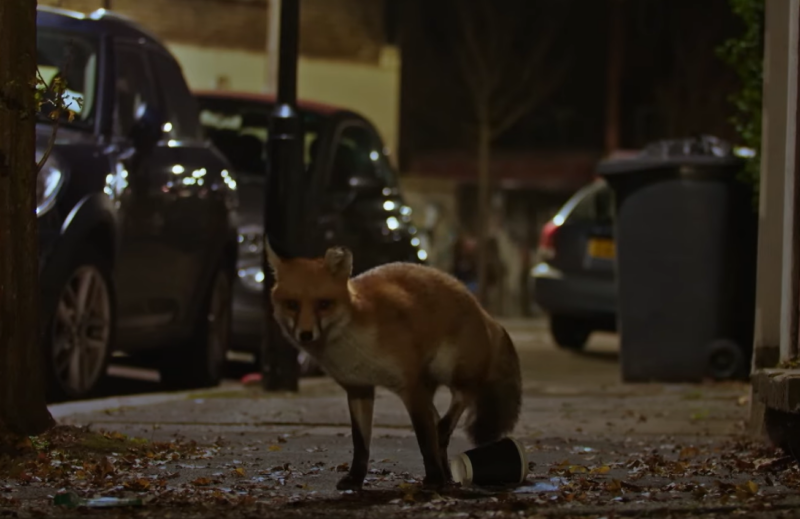 urban foxes