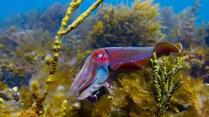 A cuttlefish swims between sea grass and coral