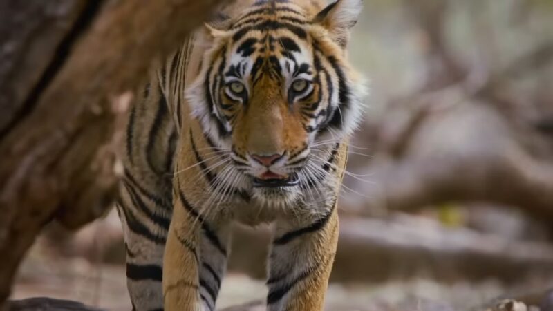 Bengal Tiger Unique Characteristics
