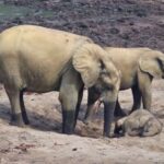 Biggest Jungle Animals