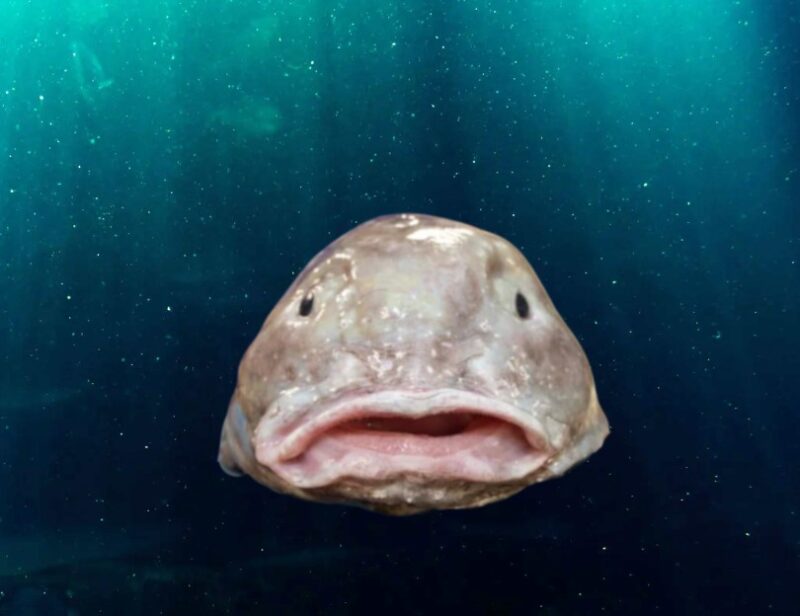 Blobfish: Facts, Pictures & Information  Deep sea creatures, Weird  animals, Weird creatures