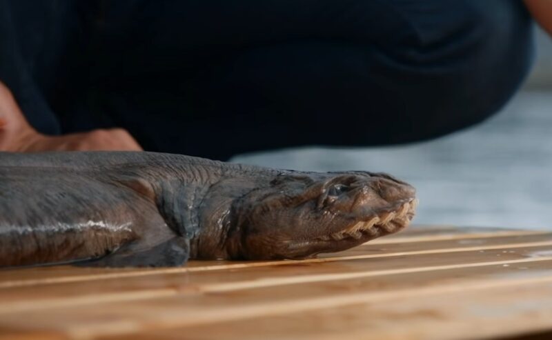 Frilled Shark