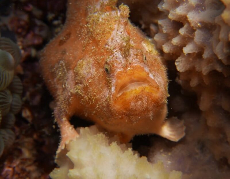 We are all the blobfish.. Behold, on the left, the “world's…