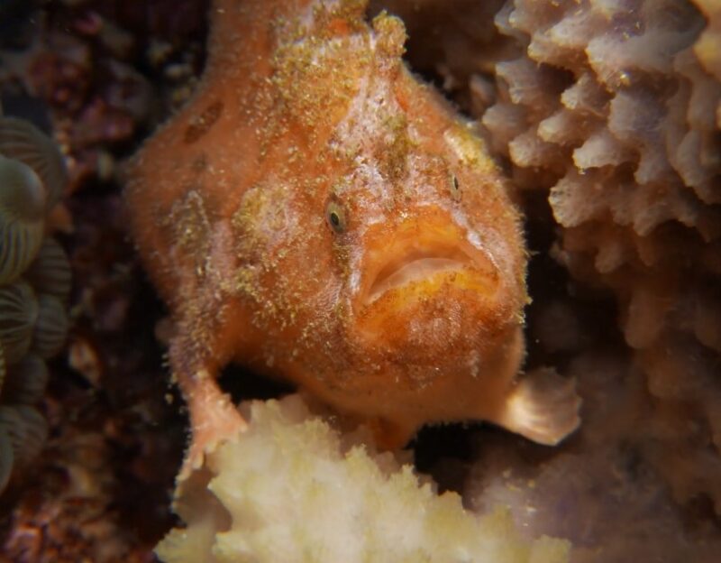 Frogfish