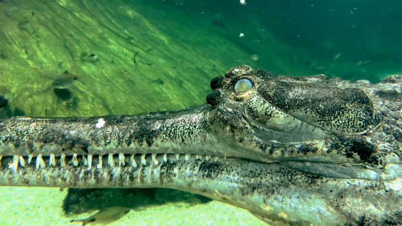 Gharials picture under water