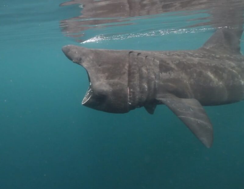 Goblin Shark