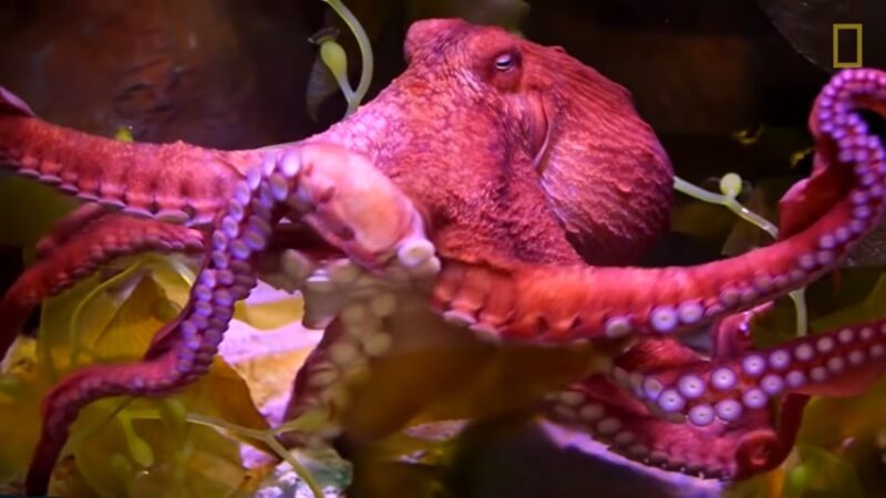 Octopus are apex predators