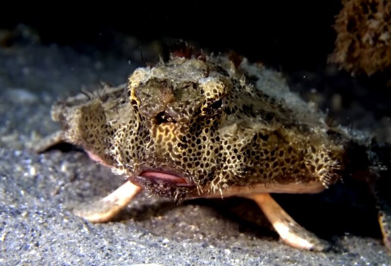 Red-lipped Batfish