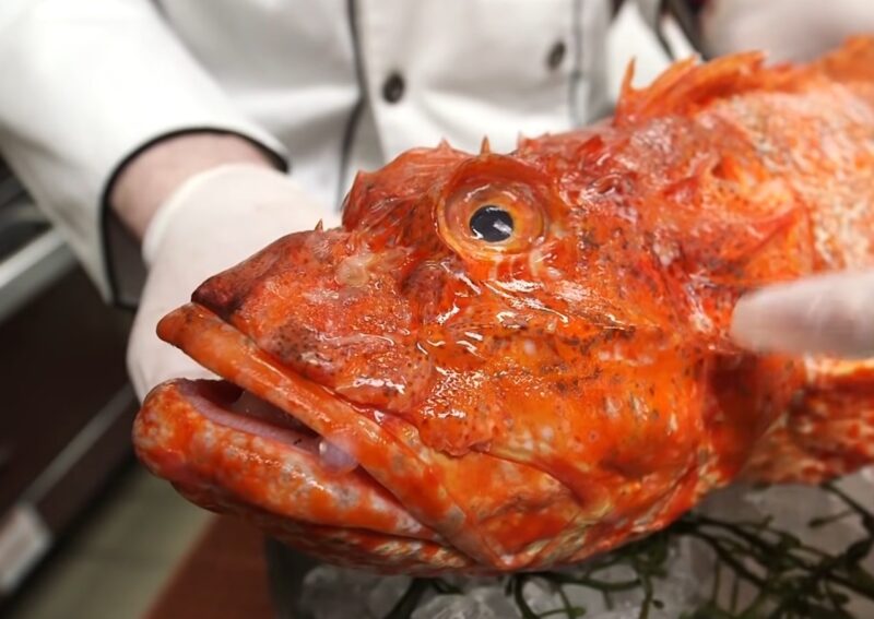 17 Ugliest Fish in the World - Pics, Videos, Interesting Facts