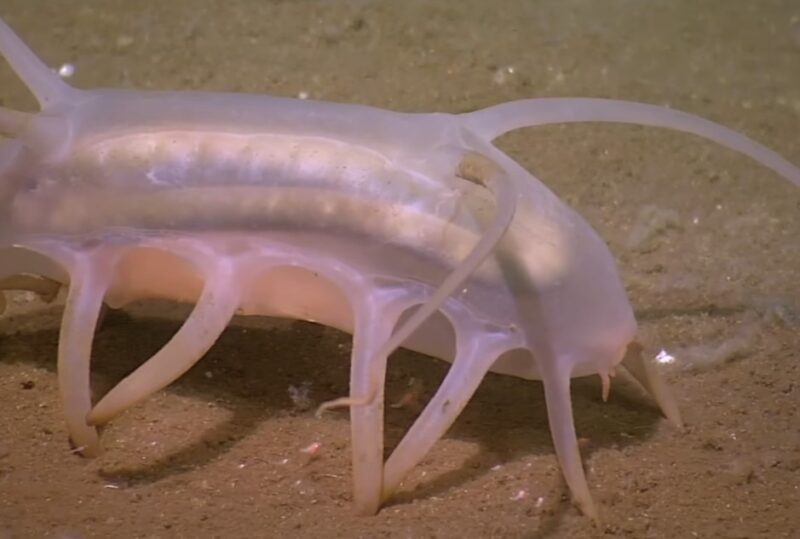 Sea Pig