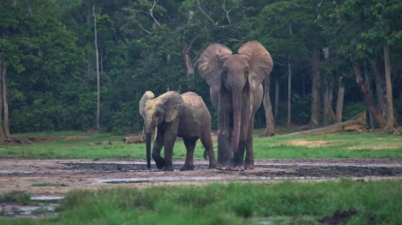 The Forest Elephants