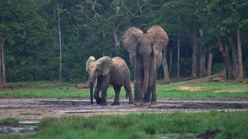The Forest Elephants