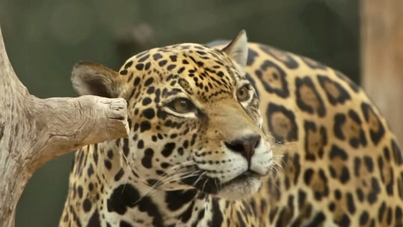 The Jaguar - A Spotted Marvel