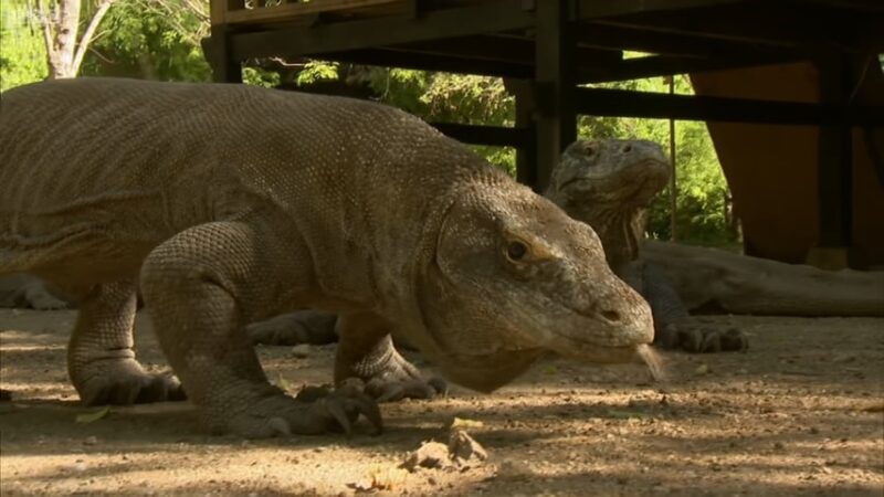 The Komodo dragon is the largest lizard in the world