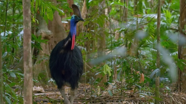 The cassowary in the woods among the trees