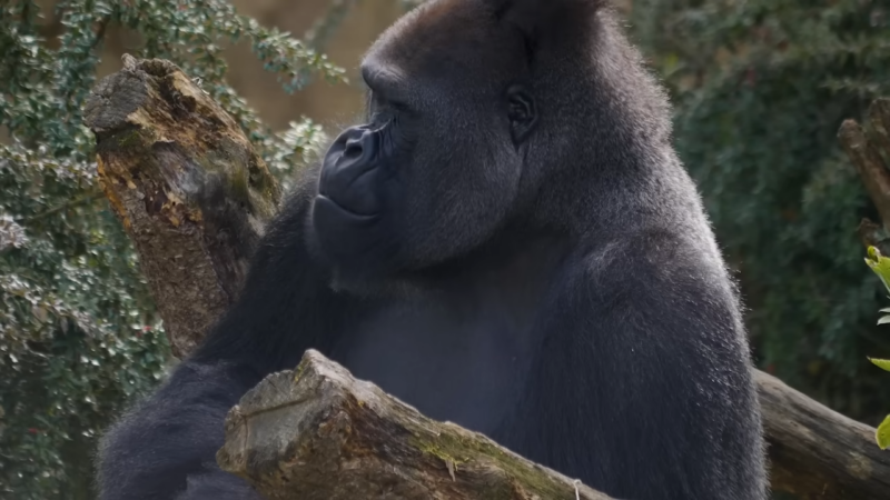The gorilla character and size