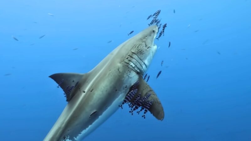 The great white shark-largest predatory fish in the world