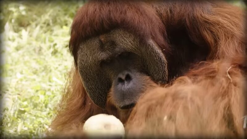 The orangutan are astonishingly intelligent primates