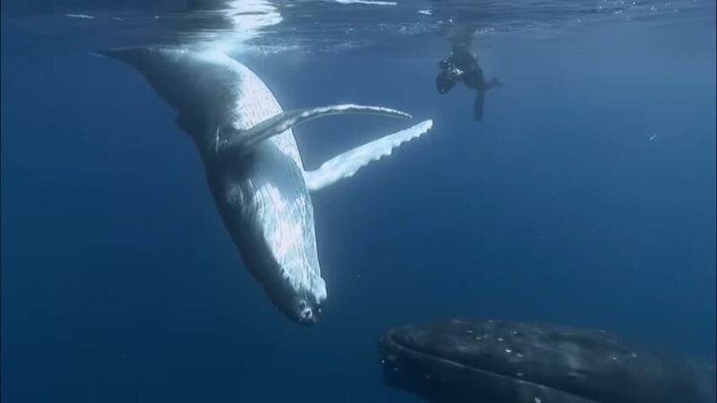 The sperm whale is the largest toothed whale in the world
