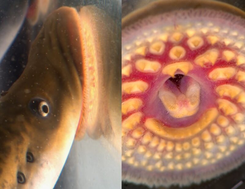 We are all the blobfish.. Behold, on the left, the “world's…