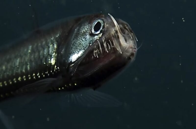 Viperfish