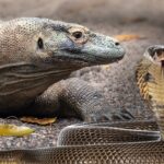 Wildest apex predators