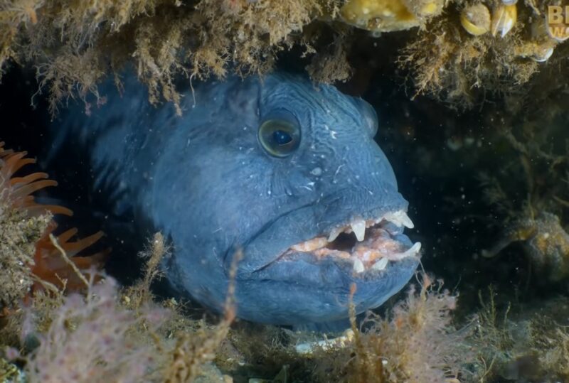 Wolffish