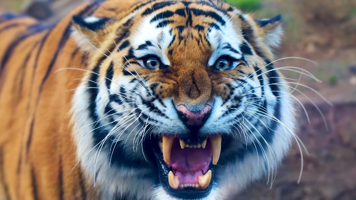 a picture of a tiger with its teeth bared