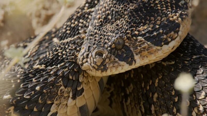 close-up image of a snake