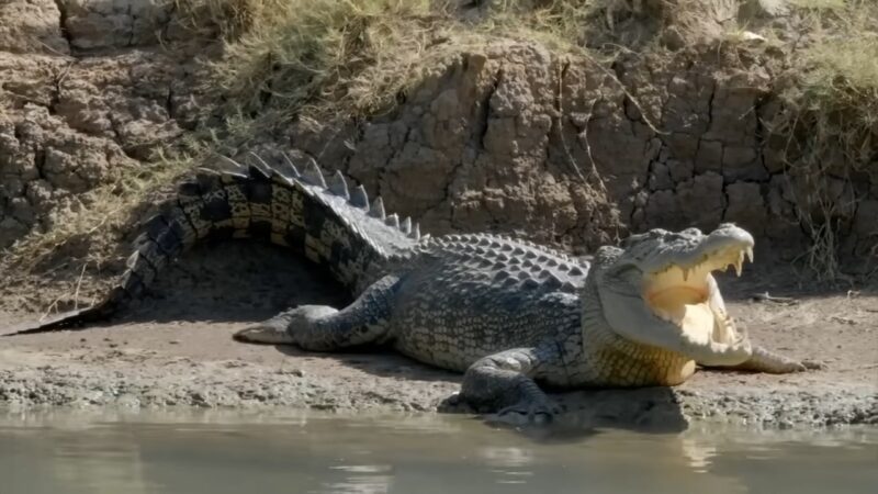 saltwater crocodile-largest living crocodile species