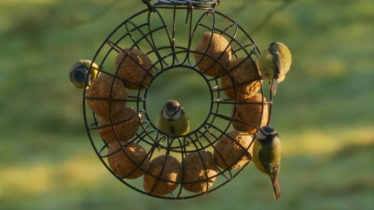 Harmony in the Habitat: 5 Tips for Feeding Wild Birds at Home