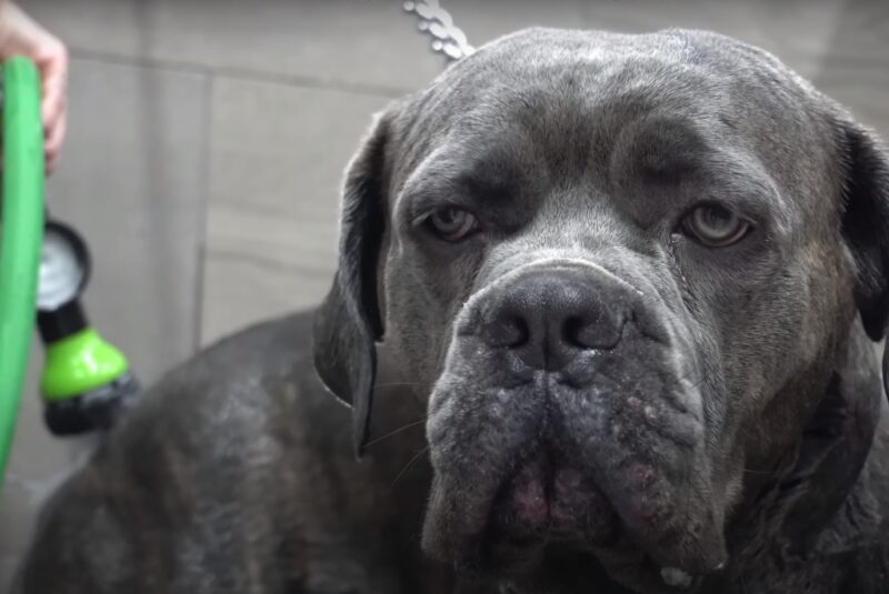 Cane Corso vs Rottweiler Grooming