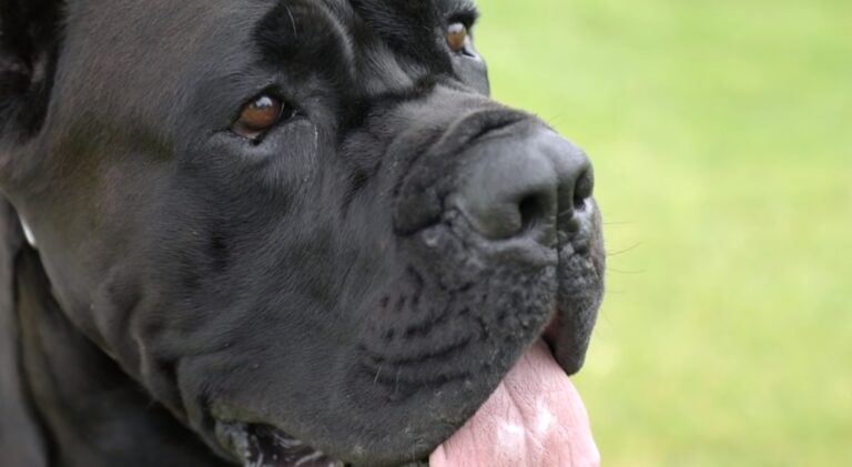 Cane Corso vs Rottweiler Which Guard Dog is Right for You
