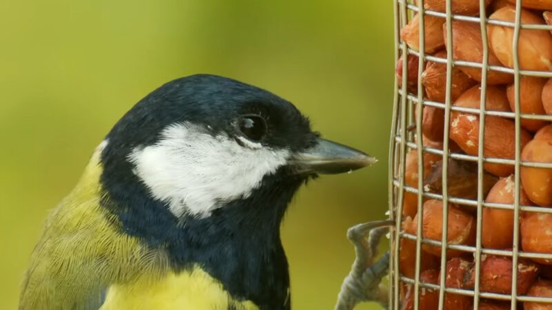 Understanding Bird Feeding