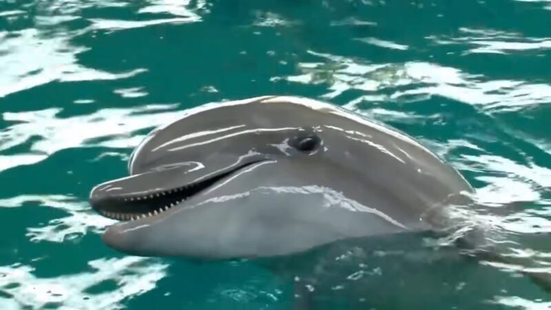 Amazing Dolphin Above Water