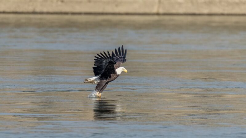 Bald Eagle Hunting