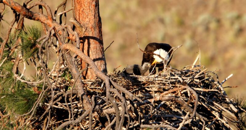 Bald Eagle Nest