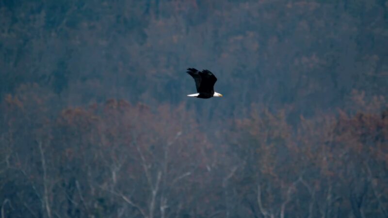 Bald Eagle - The role of predators