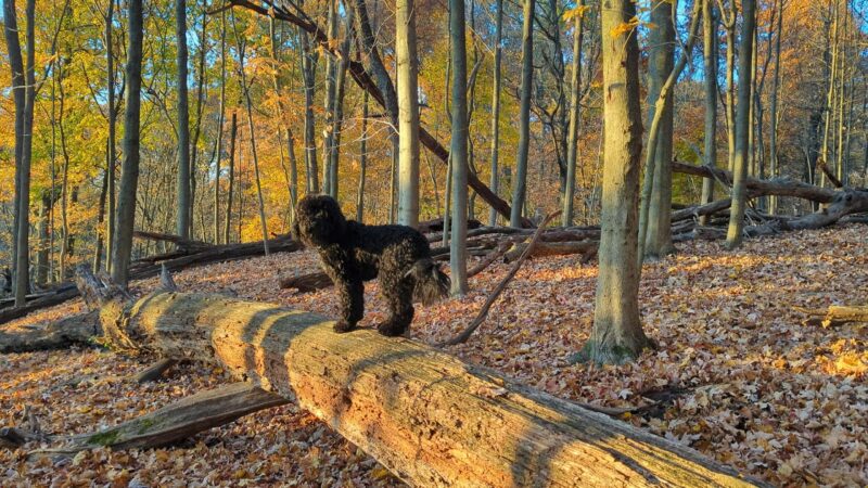 Barbet Dog