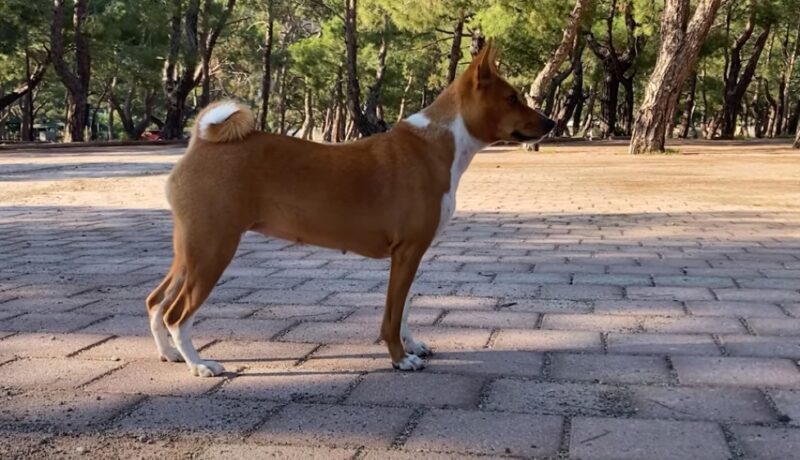 Basenji Dog