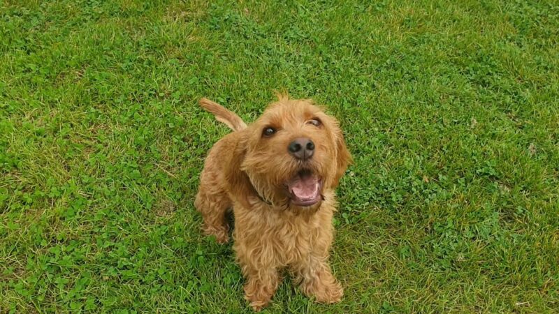 Basset Fauve Gold