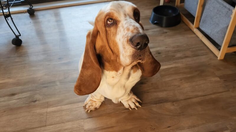 Basset Hound