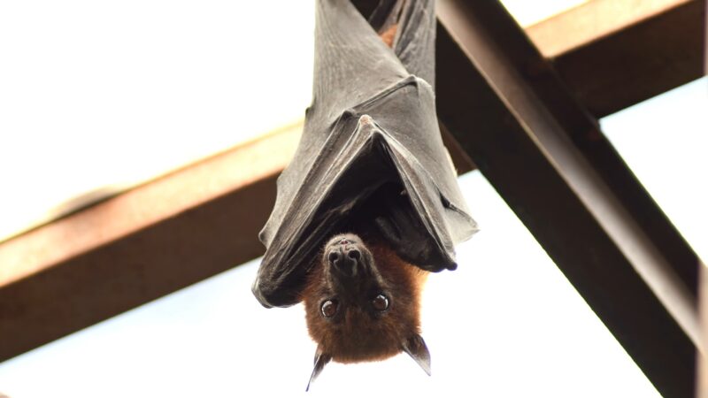 Bats - Mammals - Flying